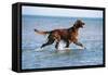 Red Setter Dog Walking in the Sea-null-Framed Stretched Canvas