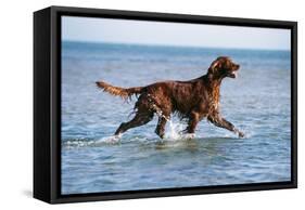 Red Setter Dog Walking in the Sea-null-Framed Stretched Canvas