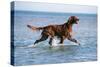 Red Setter Dog Walking in the Sea-null-Stretched Canvas