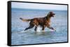 Red Setter Dog Walking in the Sea-null-Framed Stretched Canvas