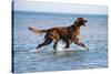 Red Setter Dog Walking in the Sea-null-Stretched Canvas