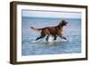 Red Setter Dog Walking in the Sea-null-Framed Photographic Print