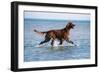 Red Setter Dog Walking in the Sea-null-Framed Photographic Print