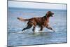 Red Setter Dog Walking in the Sea-null-Mounted Photographic Print