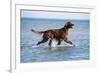 Red Setter Dog Walking in the Sea-null-Framed Photographic Print