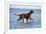 Red Setter Dog Walking in the Sea-null-Framed Photographic Print