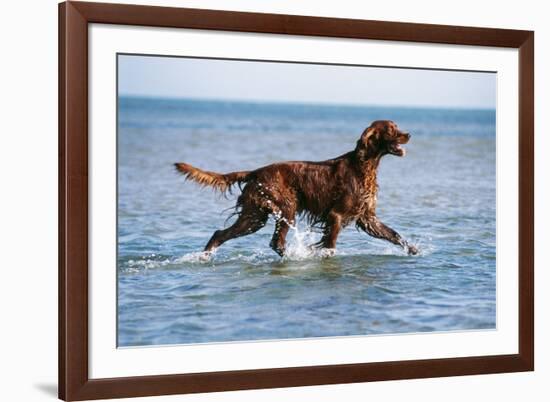 Red Setter Dog Walking in the Sea-null-Framed Photographic Print