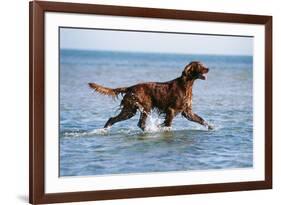 Red Setter Dog Walking in the Sea-null-Framed Photographic Print