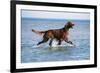 Red Setter Dog Walking in the Sea-null-Framed Photographic Print