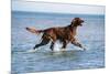 Red Setter Dog Walking in the Sea-null-Mounted Photographic Print