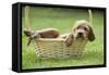 Red Setter Puppy in Basket-null-Framed Stretched Canvas