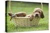 Red Setter Puppy in Basket-null-Stretched Canvas