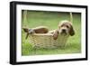 Red Setter Puppy in Basket-null-Framed Photographic Print