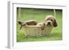 Red Setter Puppy in Basket-null-Framed Photographic Print