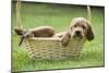 Red Setter Puppy in Basket-null-Mounted Photographic Print