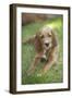 Red Setter Puppy Lying Down-null-Framed Photographic Print