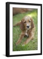 Red Setter Puppy Lying Down-null-Framed Photographic Print