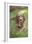 Red Setter Puppy Lying Down-null-Framed Photographic Print