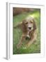 Red Setter Puppy Lying Down-null-Framed Photographic Print