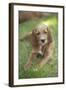 Red Setter Puppy Lying Down-null-Framed Photographic Print