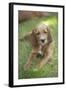 Red Setter Puppy Lying Down-null-Framed Photographic Print