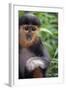 Red Shanked Douc Langur (Pygathrix Nemaeus) Captive Infant-Matthew Maran-Framed Photographic Print