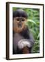 Red Shanked Douc Langur (Pygathrix Nemaeus) Captive Infant-Matthew Maran-Framed Photographic Print