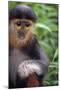 Red Shanked Douc Langur (Pygathrix Nemaeus) Captive Infant-Matthew Maran-Mounted Photographic Print