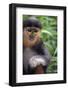 Red Shanked Douc Langur (Pygathrix Nemaeus) Captive Infant-Matthew Maran-Framed Photographic Print