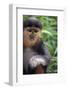 Red Shanked Douc Langur (Pygathrix Nemaeus) Captive Infant-Matthew Maran-Framed Photographic Print