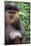 Red Shanked Douc Langur (Pygathrix Nemaeus) Captive Infant-Matthew Maran-Mounted Photographic Print