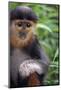 Red Shanked Douc Langur (Pygathrix Nemaeus) Captive Infant-Matthew Maran-Mounted Photographic Print