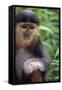 Red Shanked Douc Langur (Pygathrix Nemaeus) Captive Infant-Matthew Maran-Framed Stretched Canvas