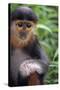 Red Shanked Douc Langur (Pygathrix Nemaeus) Captive Infant-Matthew Maran-Stretched Canvas