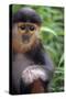 Red Shanked Douc Langur (Pygathrix Nemaeus) Captive Infant-Matthew Maran-Stretched Canvas