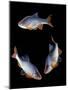 Red Shiner Fish 3 in Circle-null-Mounted Premium Photographic Print