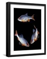 Red Shiner Fish 3 in Circle-null-Framed Photographic Print