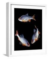 Red Shiner Fish 3 in Circle-null-Framed Photographic Print