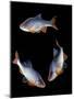 Red Shiner Fish 3 in Circle-null-Mounted Photographic Print