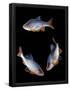 Essential Black