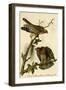 Red Shouldered Buzzard-John James Audubon-Framed Art Print