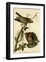 Red Shouldered Buzzard-John James Audubon-Framed Art Print