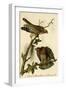 Red Shouldered Buzzard-John James Audubon-Framed Art Print