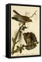 Red Shouldered Buzzard-John James Audubon-Framed Stretched Canvas