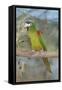 Red-Shouldered Hahnos Macaw-null-Framed Stretched Canvas