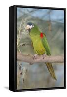 Red-Shouldered Hahnos Macaw-null-Framed Stretched Canvas