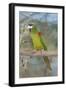 Red-Shouldered Hahnos Macaw-null-Framed Photographic Print