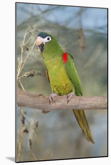 Red-Shouldered Hahnos Macaw-null-Mounted Photographic Print