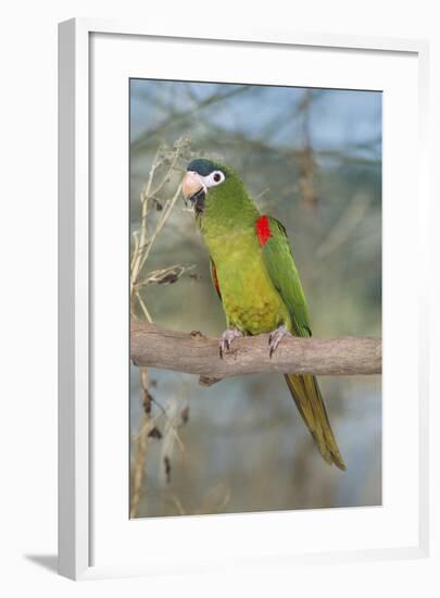 Red-Shouldered Hahnos Macaw-null-Framed Photographic Print
