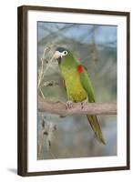 Red-Shouldered Hahnos Macaw-null-Framed Photographic Print